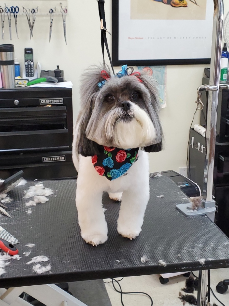 A shih tzu standing on the grooming table at Jane & Company, with bows in its hair and a groomer's scissors and tools on the wall behind