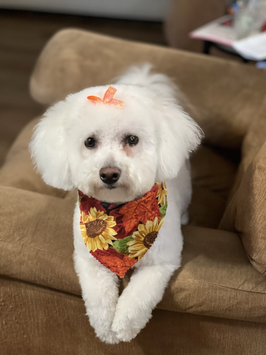 Fluffy white bichon with a fresh round trim, a sunflower bandana and a tiny bow