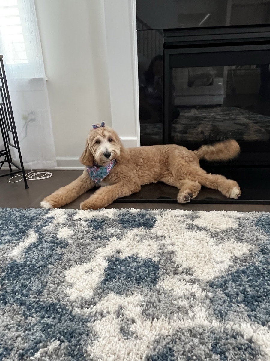 Apricot goldendoodle with a bow and floral bandana lounging after grooming