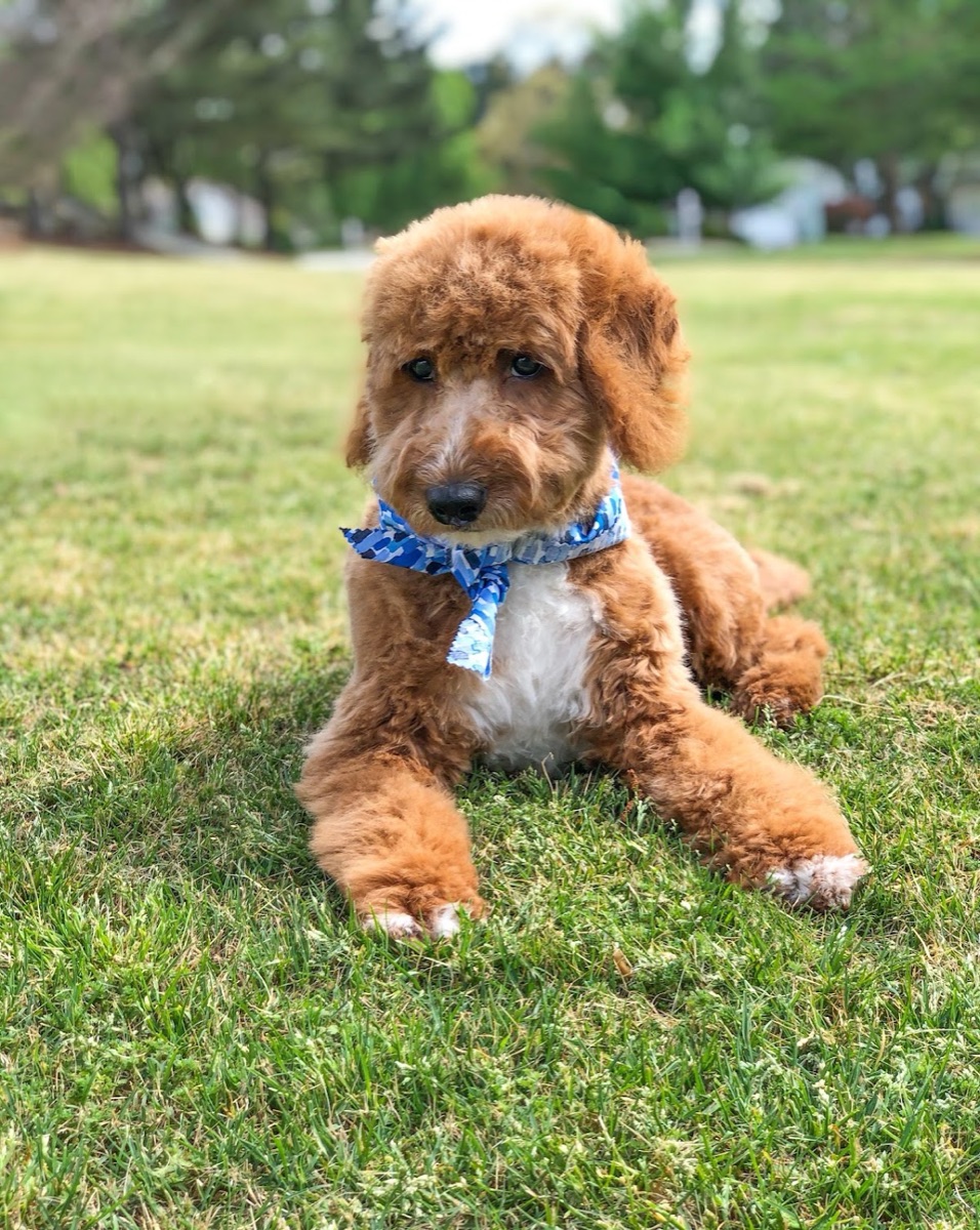 Apricot mini goldendoodle puppy with a soft puppy cut and a blue bandana on the grass