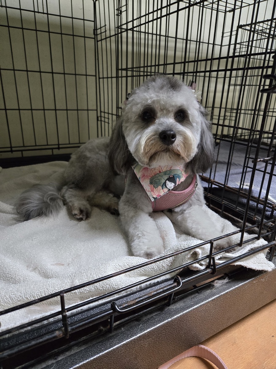 Grey shih-poo with a clean fresh trim resting after a groom