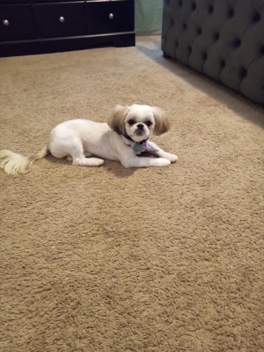 White and tan shih tzu with a tidy fresh haircut and feathered tail