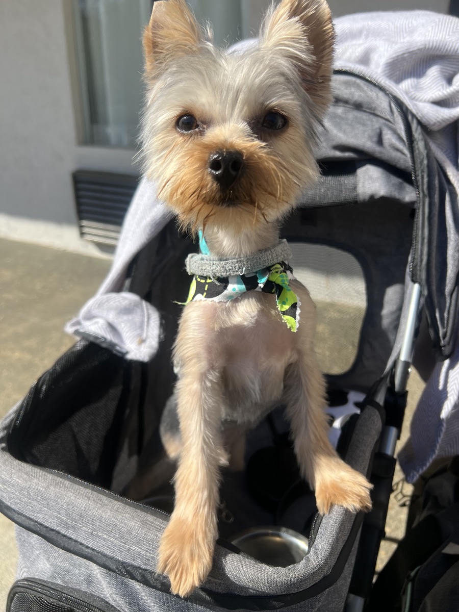 Yorkie with a neat freshly-groomed face and body sitting up in a pet stroller