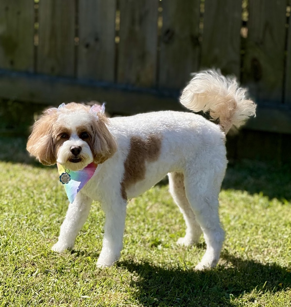 An adorable freshly-groomed cavapoo with a pastel bandana on a sunny lawn, groomed at Jane & Company in Stockbridge, GA